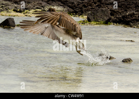 L'Equateur, Galapagos, San Cristobal. Pélican brun (Pelicanus occidentalis urinator). Banque D'Images