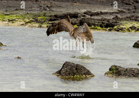 L'Equateur, Galapagos, San Cristobal. Pélican brun (Pelicanus occidentalis urinator) Banque D'Images