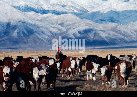 COWGIRL ET VACHES HUMBOLDT Comté (Nevada) Banque D'Images