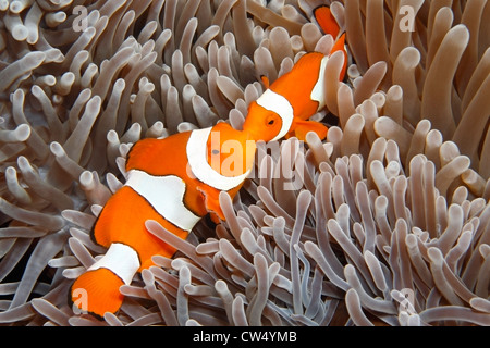 Poisson Clown Amphiprion percula Clown, dans leur anémone de mer. Banque D'Images