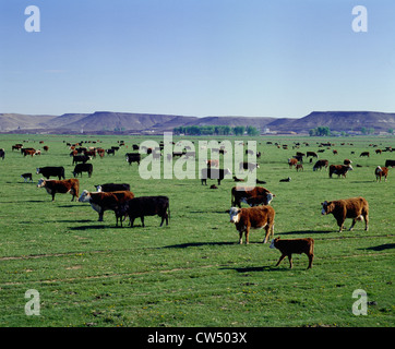 Troupeau de vaches-veaux / NEW YORK Banque D'Images