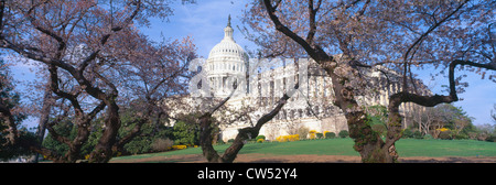 US Capitol building et fleurs de cerisier, Washington DC Banque D'Images