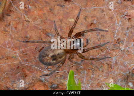 La Dentelle jardin araignée palmés (Amaurobius similis) sur un mur de jardin Banque D'Images