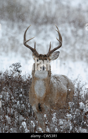 White-tailed deer buck, l'ouest du Montana Banque D'Images