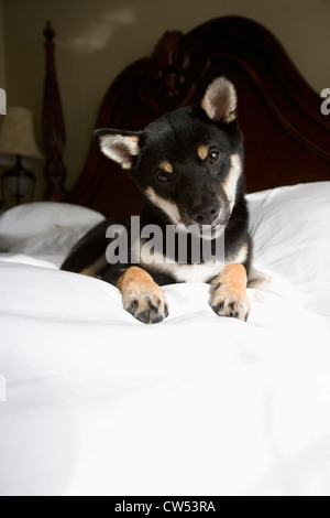 Chiot Shiba Inu en appui sur le lit Banque D'Images