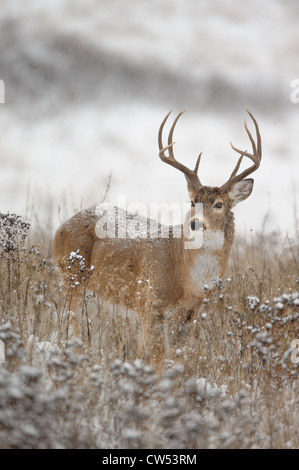 Le cerf de Virginie Odocoileus vriginianus - buck - ouest du Montana Banque D'Images