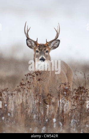 Le cerf de Virginie Odocoileus vriginianus - buck - ouest du Montana Banque D'Images