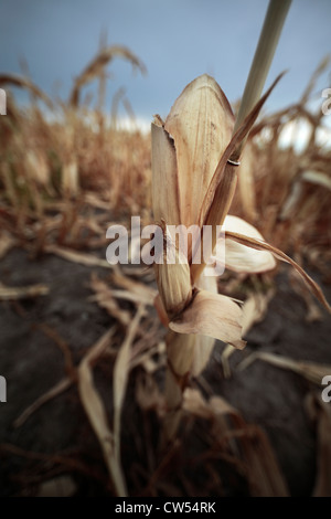 Sécheresse dans le plant de maïs, avec la moitié de l'oreille formée et gland encore intact. Banque D'Images