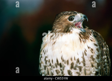 Red-tailed hawk appelant à l'automne, Missouri USA Banque D'Images