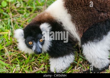 Lémurien brun et blanc Vari (gélinotte lemur) dans la forêt de Madagascar Banque D'Images