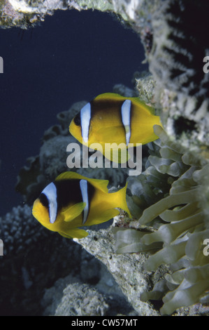 Deux poissons clown natation, Mer Rouge Banque D'Images