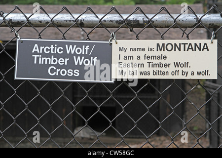 Un loup couché dans un zoo. Banque D'Images
