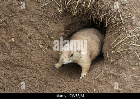 Un chien de prairie, d'un trou dans le sol. Banque D'Images