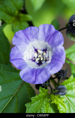 Nicandra physalodes. Shoo-fly plante fleur. Banque D'Images