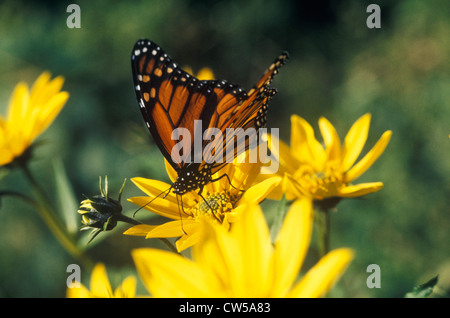 Close-up du papillon monarque, NY Banque D'Images