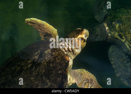Des tortues de mer géantes, Islamorada, FL, Théâtre de la mer Banque D'Images
