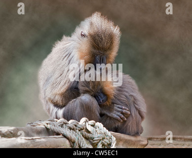 La mère et les jeunes Mandrill (mandrillus sphinx) Banque D'Images