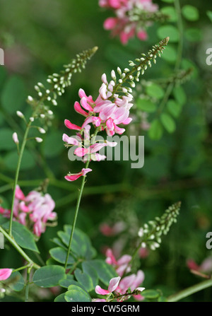 River, Indigo, Indigofera frutescens Fabaceae. Fynbos Western Cape, Afrique du Sud. Banque D'Images