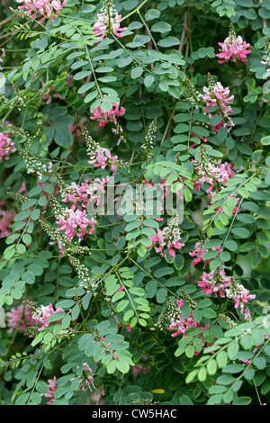 River, Indigo, Indigofera frutescens Fabaceae. Fynbos Western Cape, Afrique du Sud. Banque D'Images