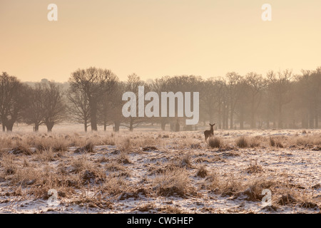Flow Deer à Richmond Park le matin hivernal glacial. Banque D'Images