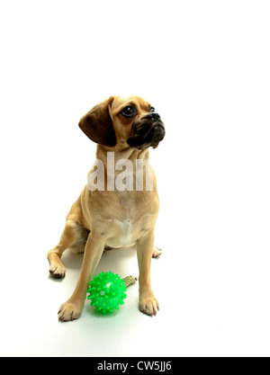 Puggle chiots avec un mannequin de formation de chien Banque D'Images