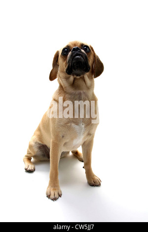 Chiot Puggle looking up Banque D'Images