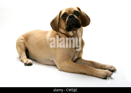 Chiot Puggle looking up Banque D'Images