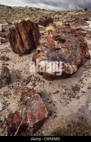 Forêt de cristal dans le Parc National de la Forêt Pétrifiée, Arizona, USA Banque D'Images