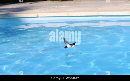 Une Hirondelle rustique Hirundo rustica vole à basse altitude au-dessus d'une piscine pendant un temps chaud pour prendre un verre dans le Lot Région France Banque D'Images