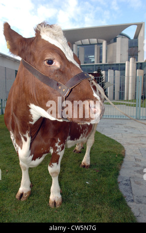 Vache en face de la chancellerie à Berlin Banque D'Images