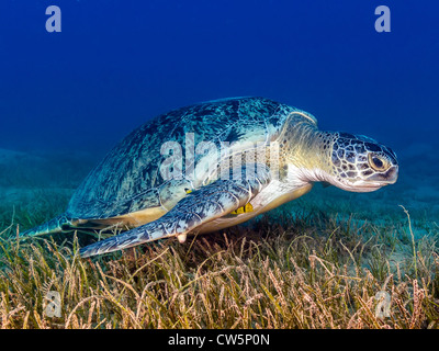 L'alimentation des tortues vertes sur les herbiers Banque D'Images