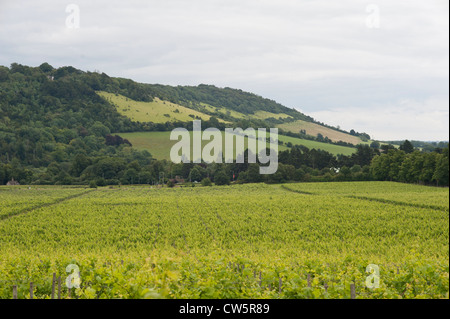 Vue d'un vignoble en août, Surrey, UK Banque D'Images