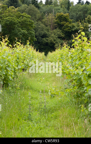 Vue d'un vignoble en août, Surrey, UK Banque D'Images