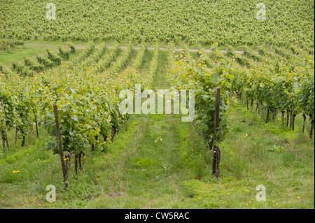 Vue d'un vignoble en août, Surrey, UK Banque D'Images