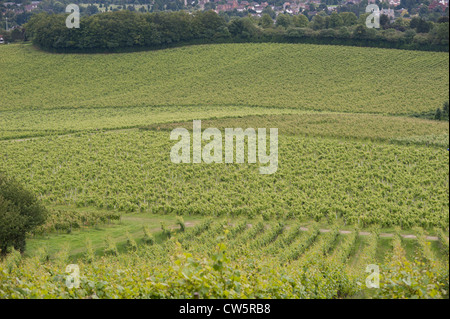 Vue d'un vignoble en août, Surrey, UK Banque D'Images