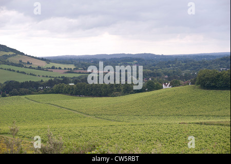 Vue d'un vignoble en août, Surrey, UK Banque D'Images