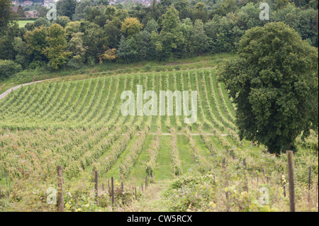 Vue d'un vignoble en août, Surrey, UK Banque D'Images