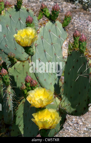 Cactus dans le Saguaro National Park dans le sud de l'Arizona, USA. Banque D'Images