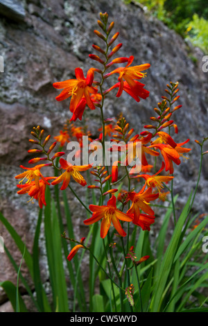 Fleurs orange vif crocosmia Banque D'Images