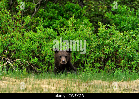 Un grizzly bear cub à partir de la sécurité de la ligne des arbres. Banque D'Images