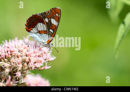 Un blanc du sud de l'Amiral (Limenitis reducta). Banque D'Images