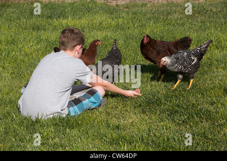 Boy feeding les poules en liberté sur l'herbe, journée ensoleillée, l'été, centre de l'Utah. Banque D'Images