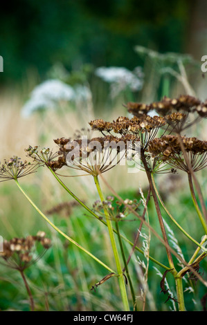 Berce du Caucase Heracleum sphondylium avec seed head Banque D'Images