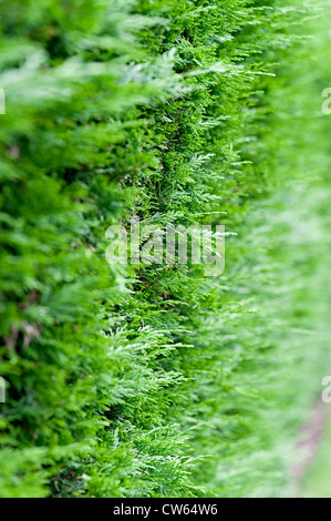 Leylandii green bush Banque D'Images