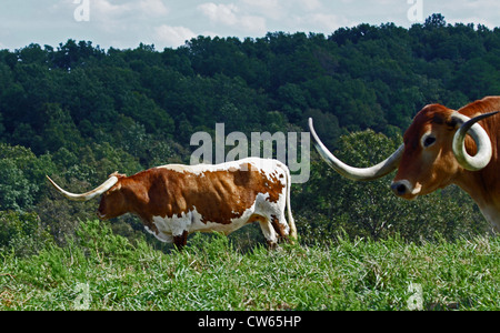 Longhorn bouvillons Banque D'Images