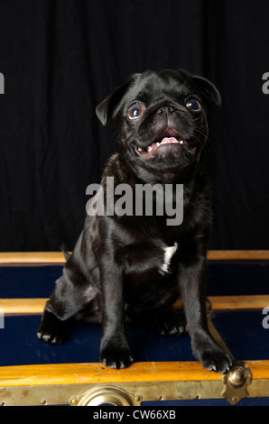 Un pug noir avec une tache blanche sur la poitrine est assis à l'attention sur le dessus d'une ligne réseau. Banque D'Images