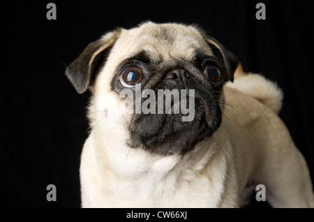 Une couleur fauve s'établit à l'attention du PUG. Ses cheveux bouclés queue cue peut être vu dans l'arrière-plan. Elle est en haut. Banque D'Images