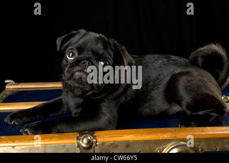 Un pug noir, 6 mois, assis sur un tronc d'antiquités. Banque D'Images