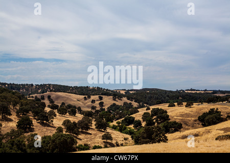 Collines de chênes et de prairies près de Sutter Creek en Californie dans la ruée vers l'or pays et les contreforts de la Sierra Ne Banque D'Images