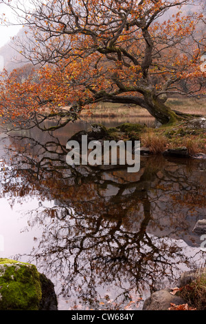 Arbre de chêne en surplomb et c'est la réflexion en eaux calmes de Rydal Water, Lake District, Cumbria, England, UK Banque D'Images